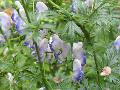 Monkshood, Wolf